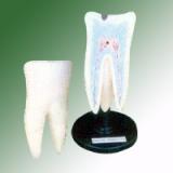 HUMAN TOOTH